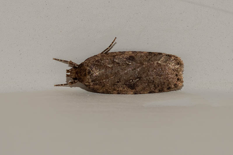 Agonopterix subpropinquella.jpg